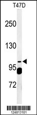 SEC24A Antibody