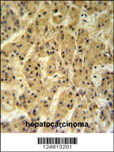 SEC24A Antibody