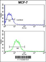 SNRPB Antibody