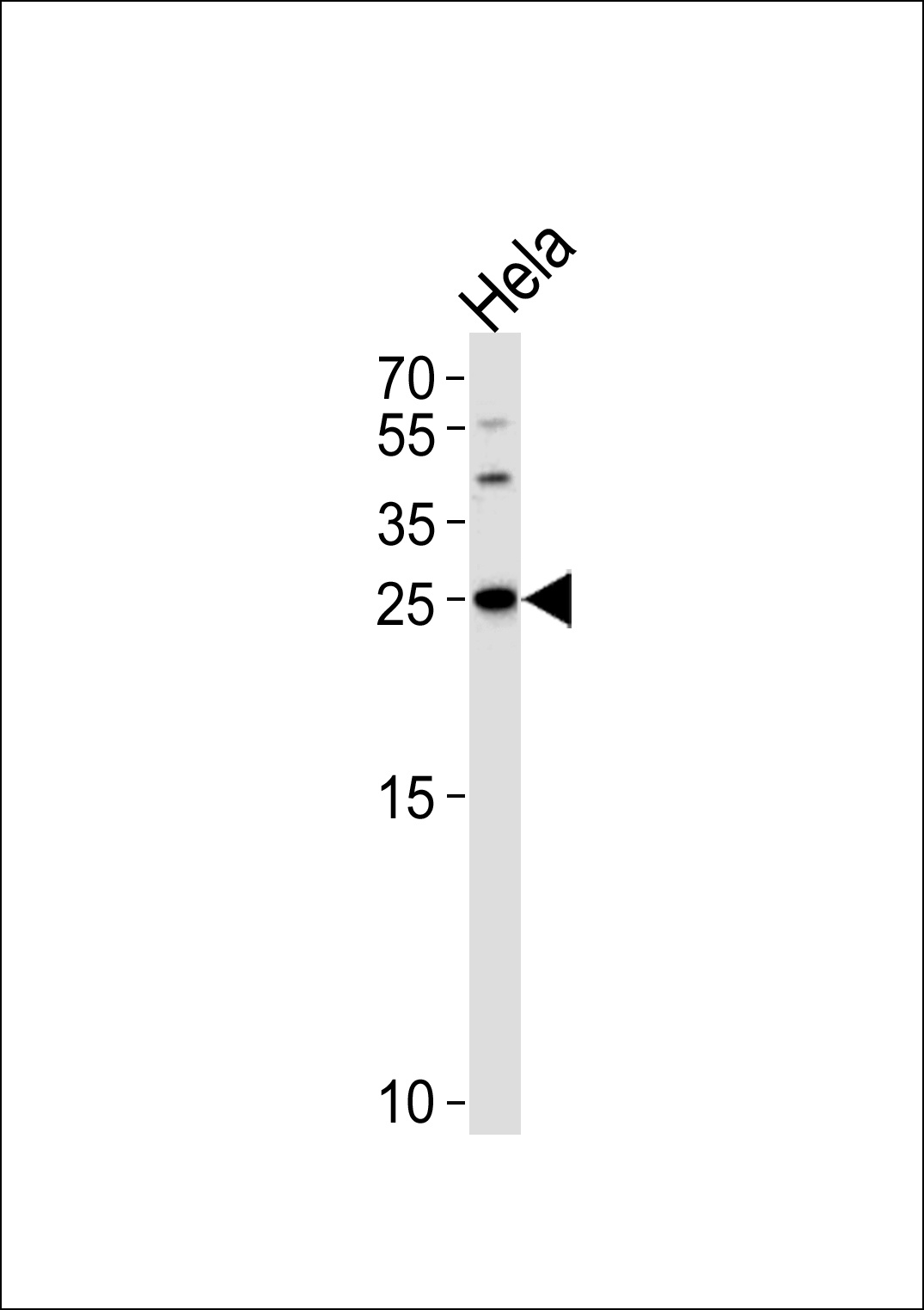 YWHAG Antibody