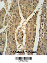 PRDX6 Antibody