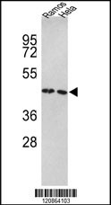 TUFM Antibody