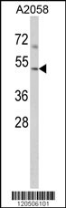 ACTR3 Antibody