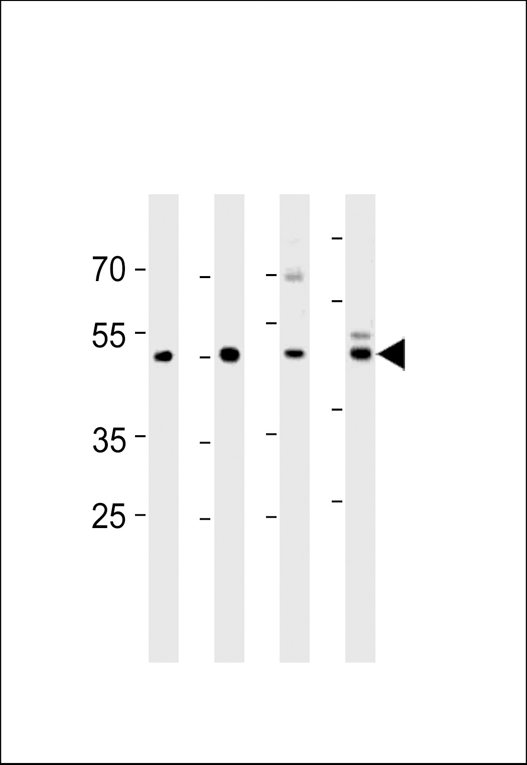 ENOA Antibody