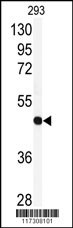 RFC3 Antibody