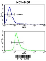 CXADR Antibody