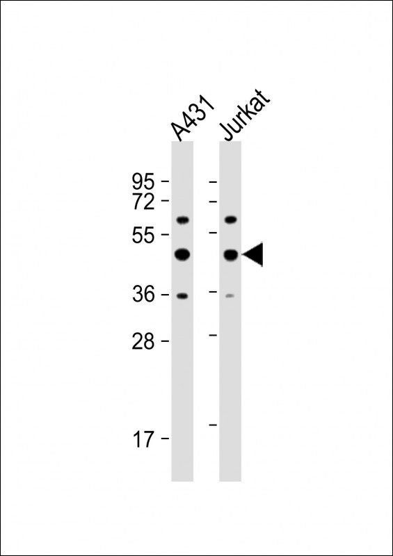 PA2G4 Antibody