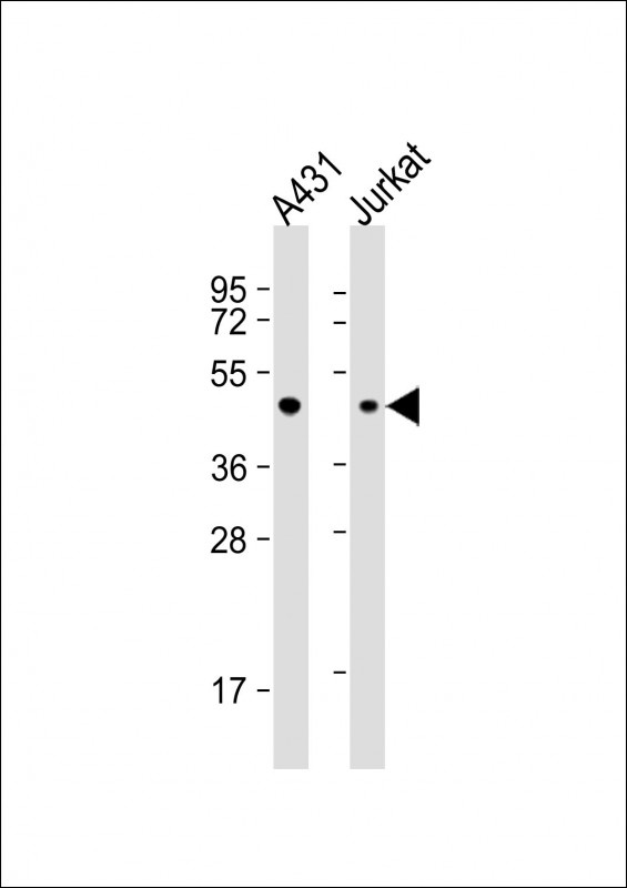 PA2G4 Antibody