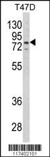 LTA4H Antibody