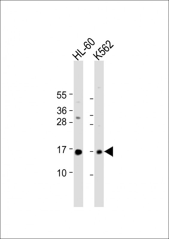SNRPD1 Antibody