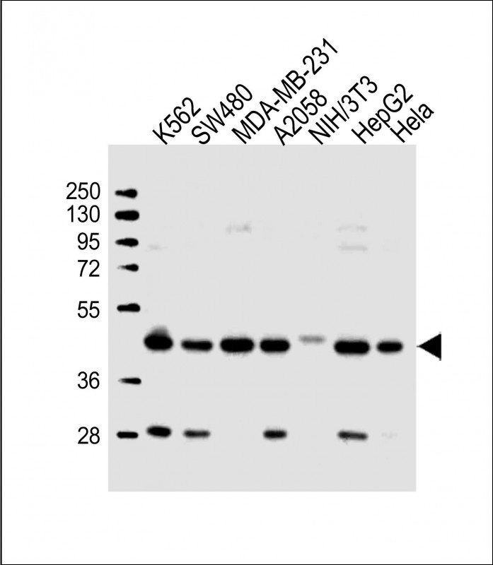 POLR1C Antibody