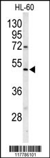 POLG2 Antibody