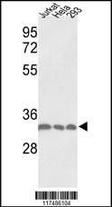 PCNA Antibody