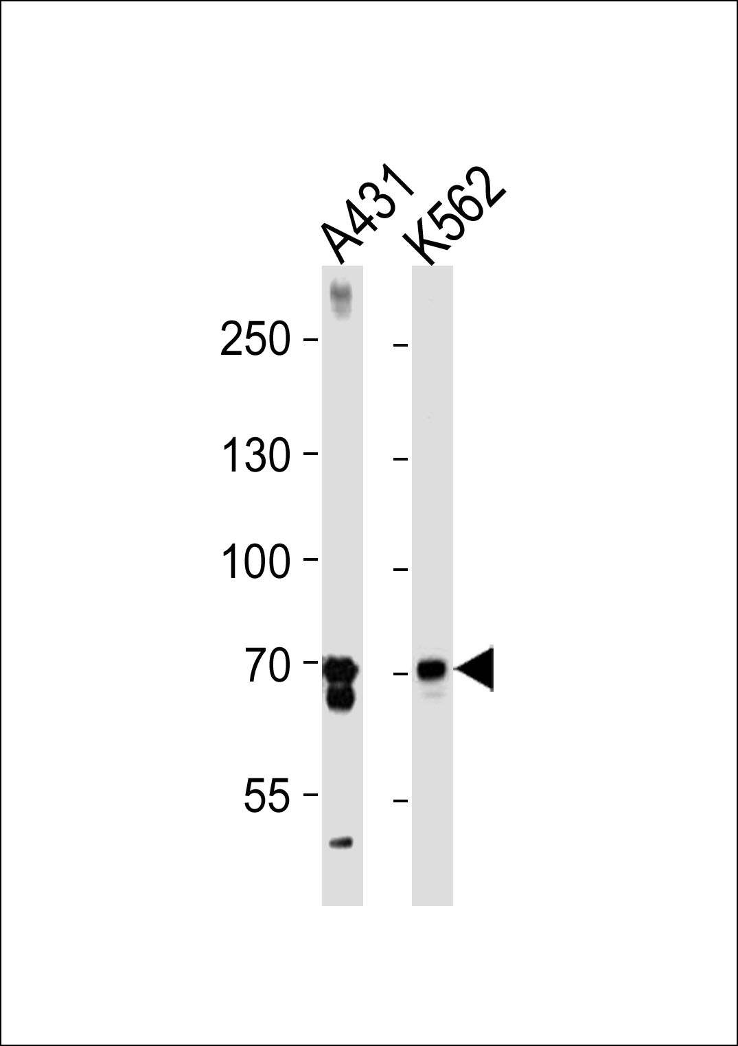 PTGS1 Antibody