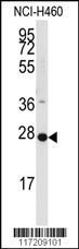 PPAP2C Antibody