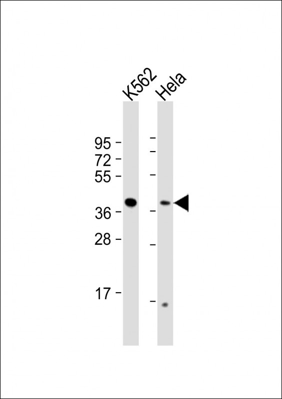 RFC2 Antibody