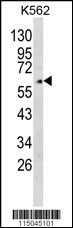 GPC4 Antibody