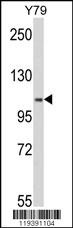 MTHFD1 Antibody