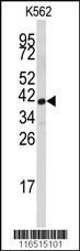 FBL Antibody