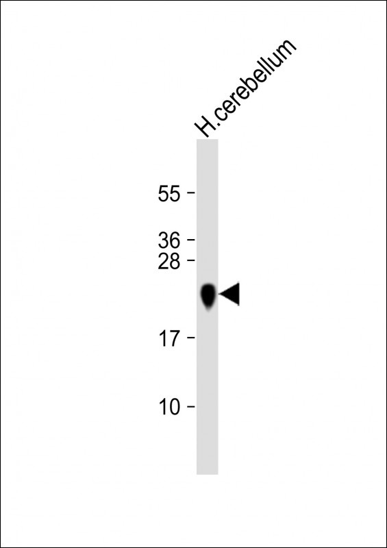 MBP Antibody