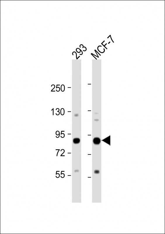COL9A1 Antibody