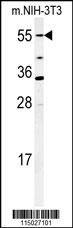 CYP26A1 Antibody