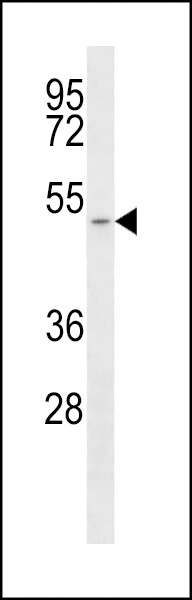 MCT1 Antibody