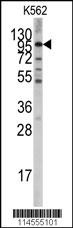 LGR5 Antibody