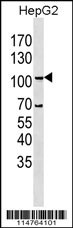 LGR5/GPR49 Antibody