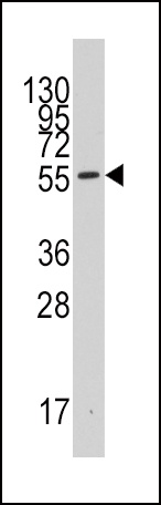 INDO Antibody