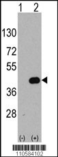 WIF1 Antibody