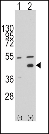 WIF1 Antibody