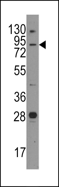 Jph3 Antibody