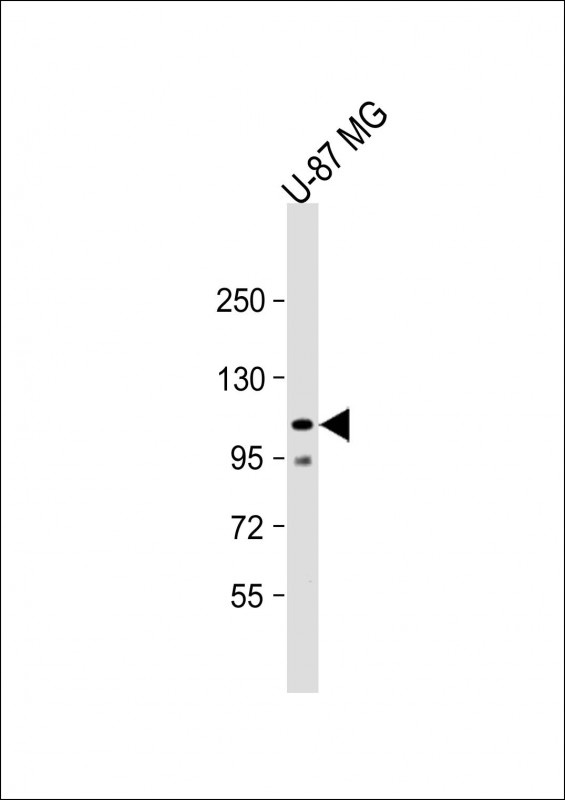 SEMA5A Antibody