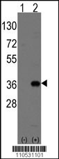 MSX2 Antibody
