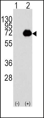 ACOX1 Antibody
