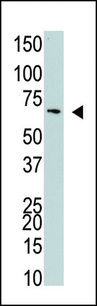 NUB1 Antibody