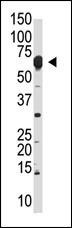 NUB1 Antibody