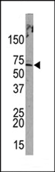 PML Antibody