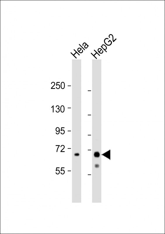 Ribophorin Antibody