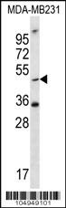 TPST1 Antibody