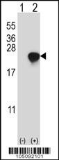 ARL2 Antibody