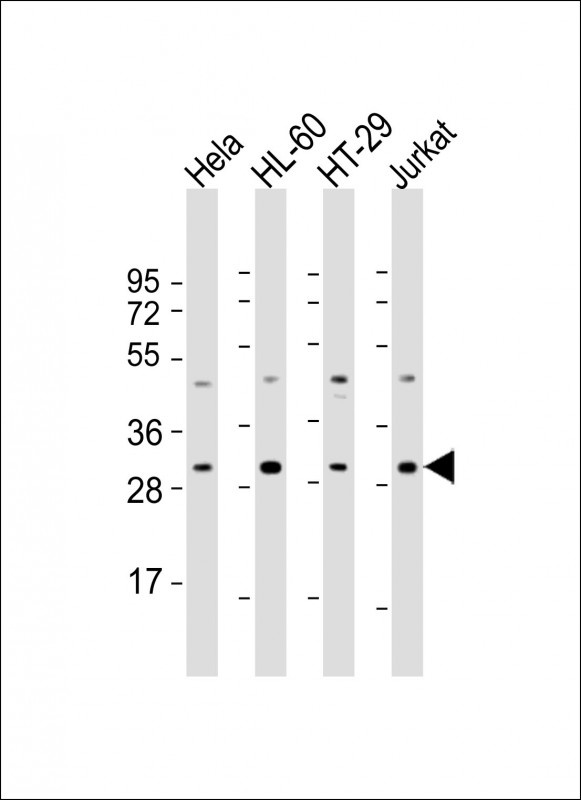 COPS7B Antibody