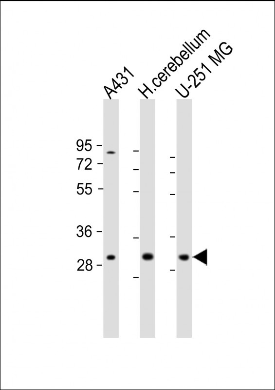 BCDIN3D Antibody