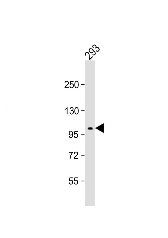 NaK ATPase Antibody