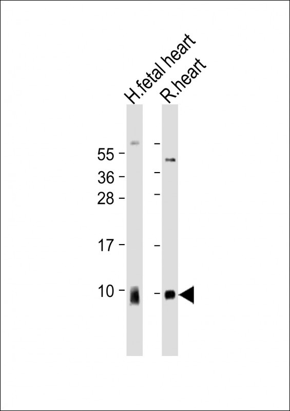 ATP5G1 Antibody