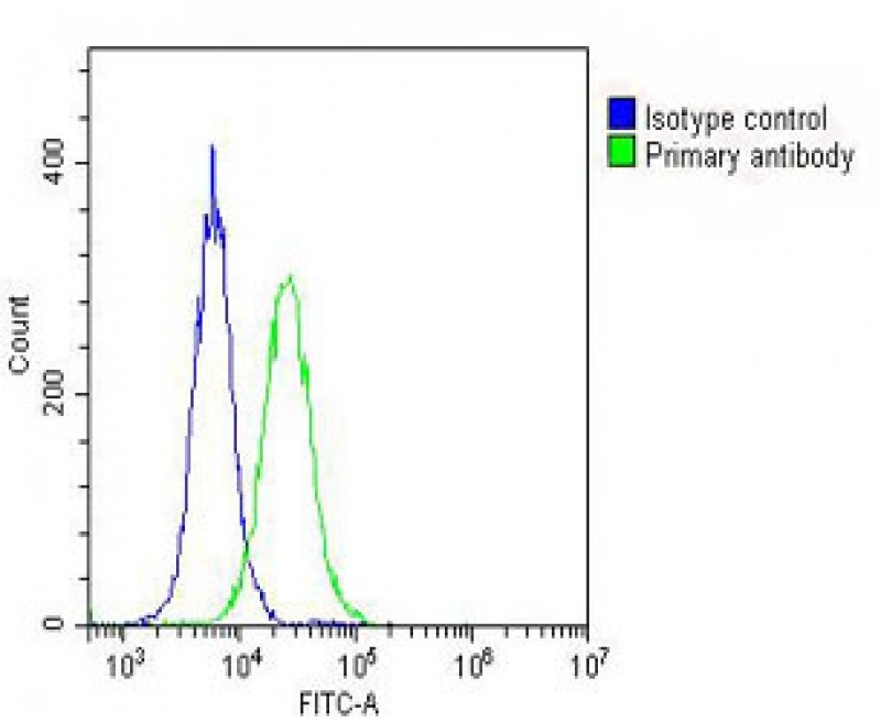 GALC Antibody