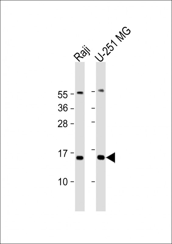 NT5C Antibody