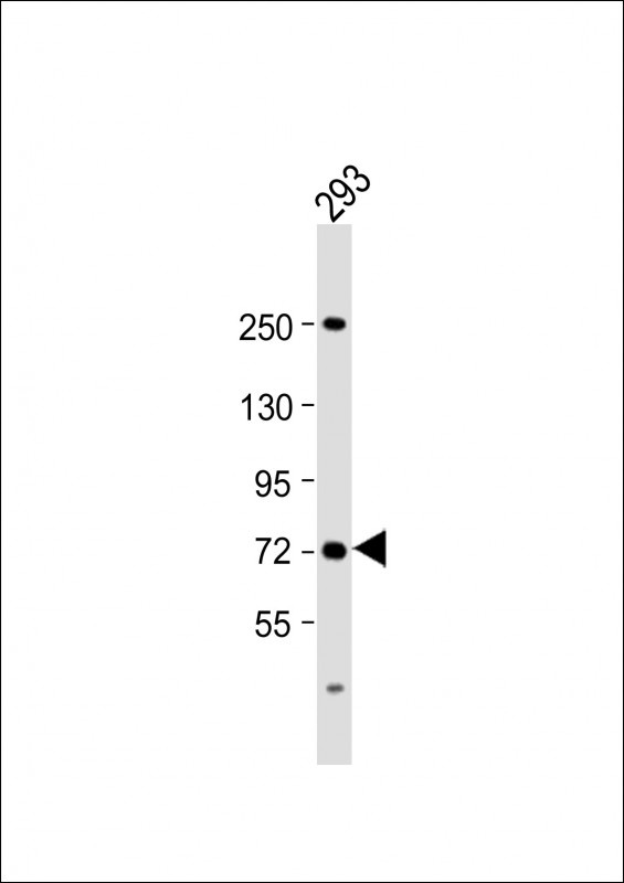 SLC6A19 Antibody