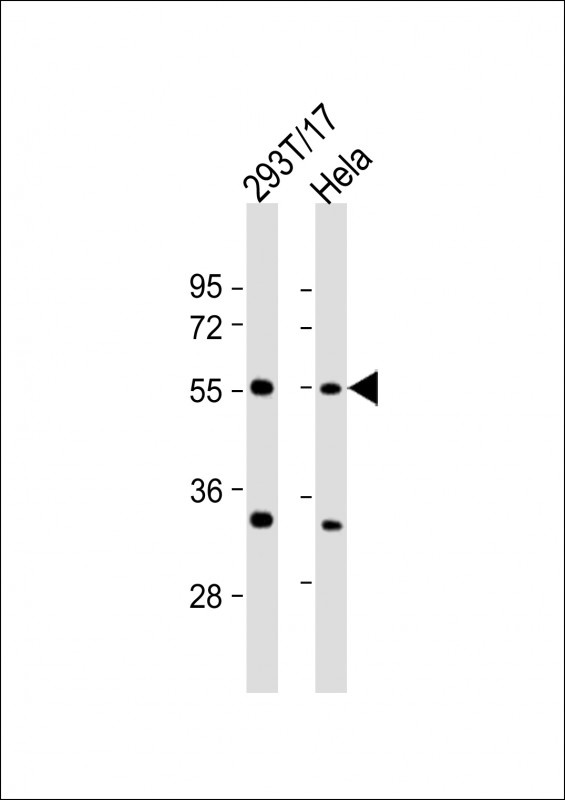 AAAS Antibody